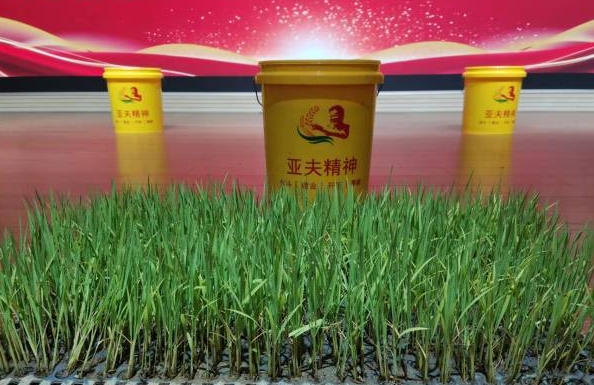 江苏镇江：种好“小桶稻” 培育爱农心