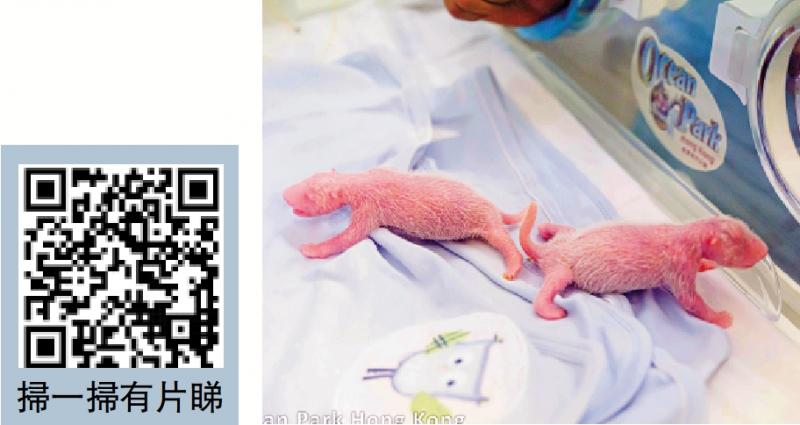 香港各界摩拳擦掌 打造「大熊貓經濟」