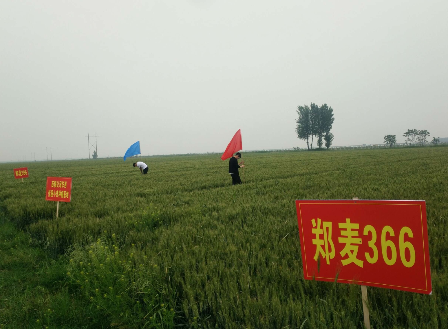 《豫麦》发布 定义“豫麦”标准