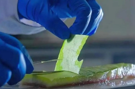 受西瓜皮启发，离子交换膜设计有了新思路