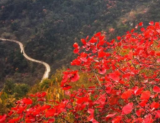  秋沟．齐王寨，秋趣红叶盛宴10月19日盛大开幕