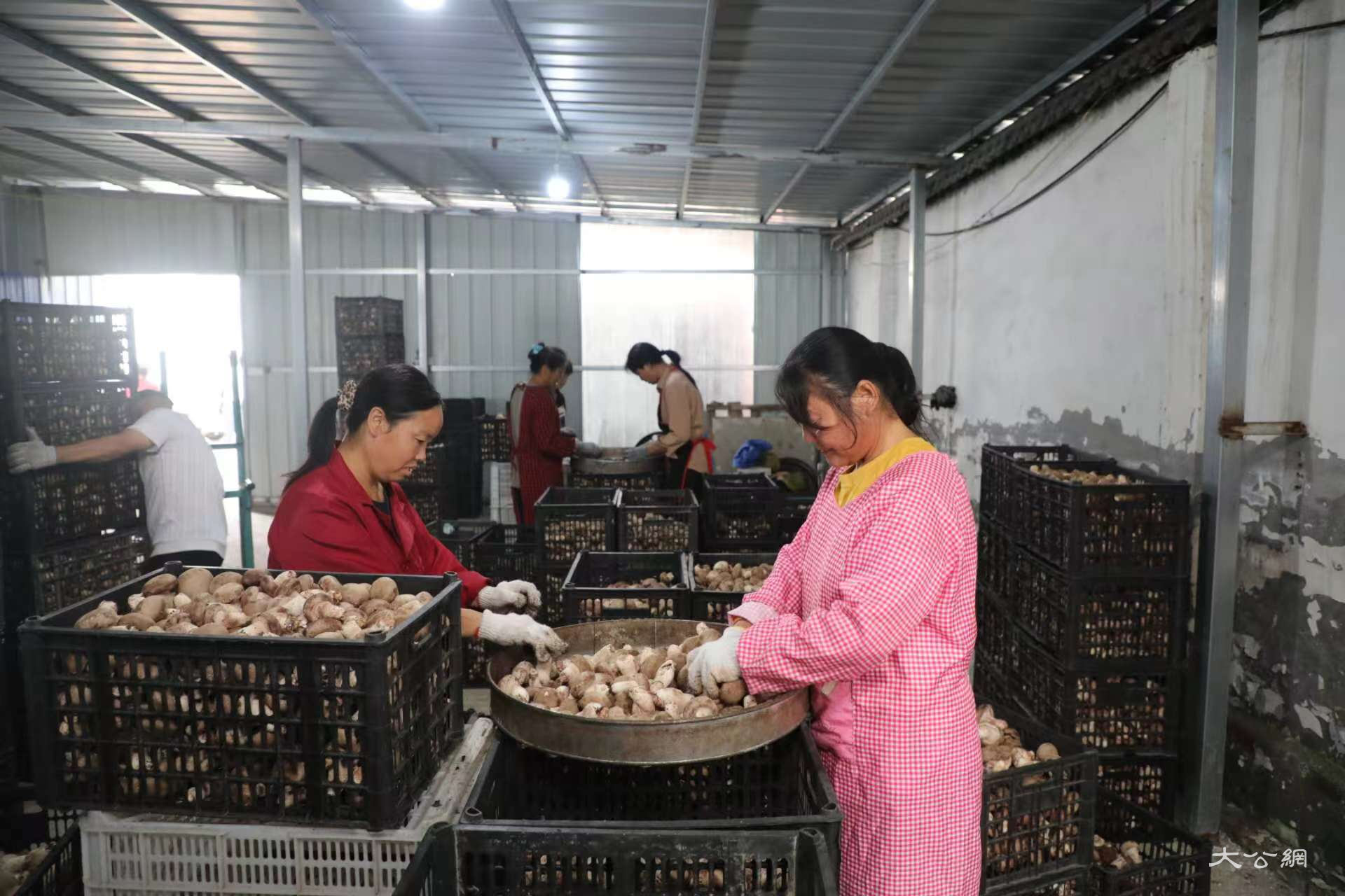 河南泌阳:香菇产业飘香四方