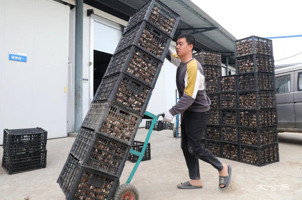 河南泌阳:香菇产业飘香四方