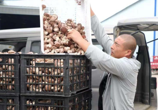 河南泌阳：香菇产业飘香四方