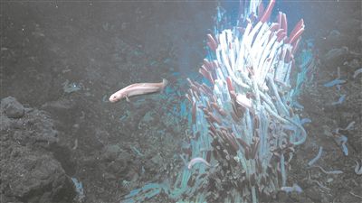 海底2500米热液喷口发现动物生命