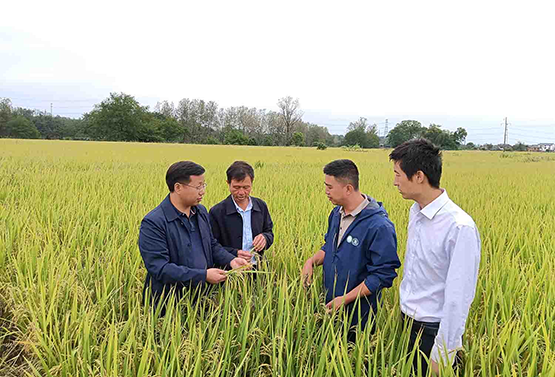 【美麗新湖南 書寫新答卷】科技賦能 湖南瀏陽「稻鴨共育」生態種養喜獲豐收
