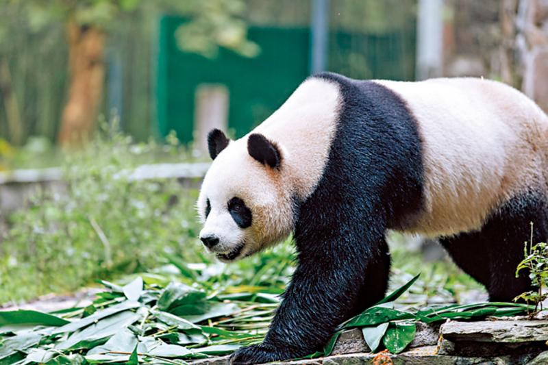 大熊貓命名比賽反應熱烈 接逾兩萬建議