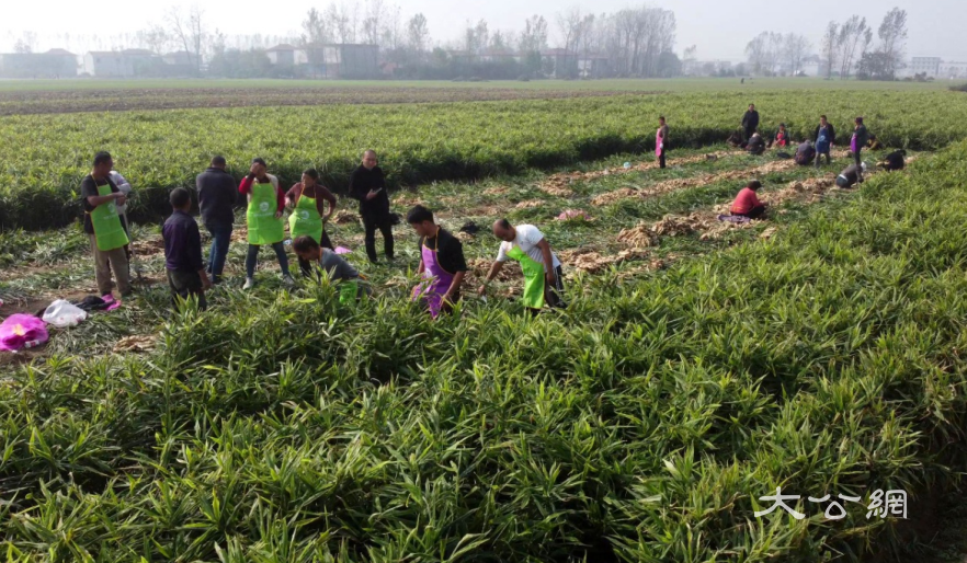 河南平舆县:沃土“姜”味浓 产业“新”向荣