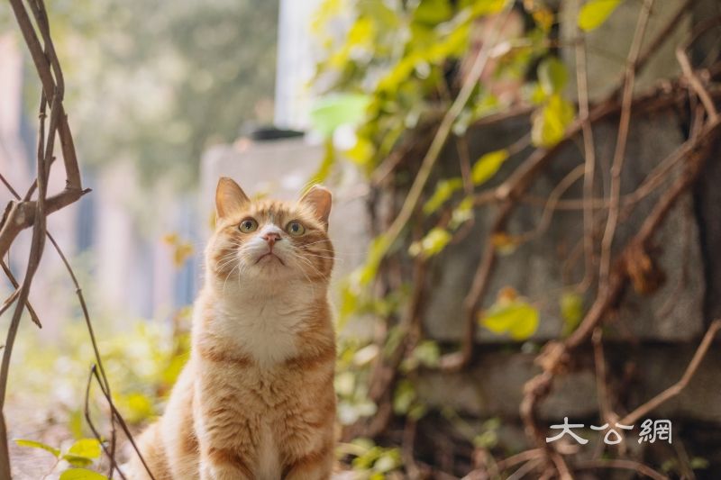 秋日限定！大学校园“氛围大片”上新