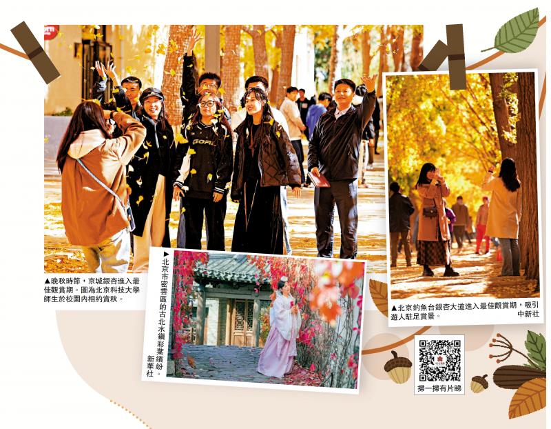 北京：枫叶如火银杏似金 千座公园斑斓处处
