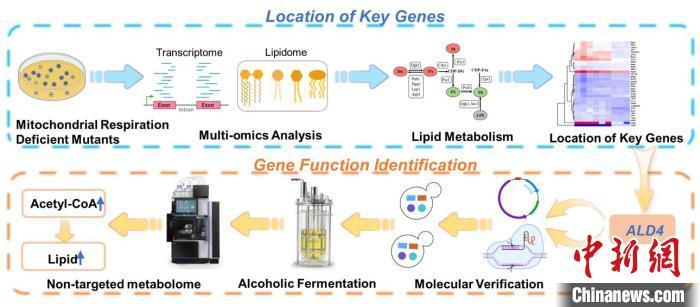 新研究提升酵母脂质合成能力