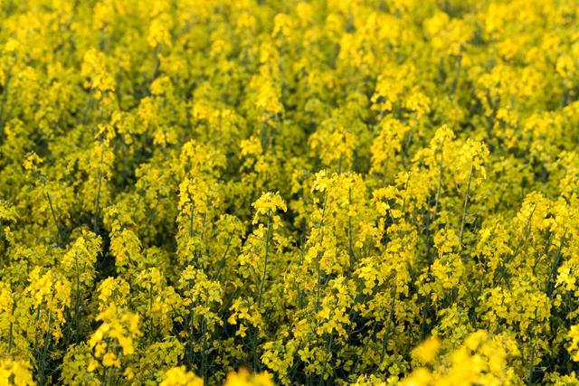 “西油11”等油菜品种在拉萨试种成功