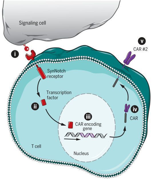 细胞密度关键作用揭示
