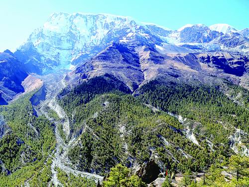 气候变化加速喜马拉雅山高山树线向高海拔扩张