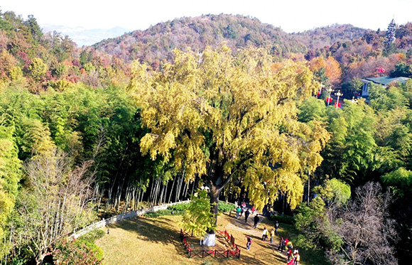 安徽巢湖：深山古銀杏 披金引遊人