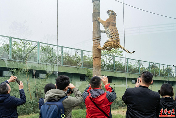 常德是個好地方常德野生動物世界：一場近距離的自然生態之旅