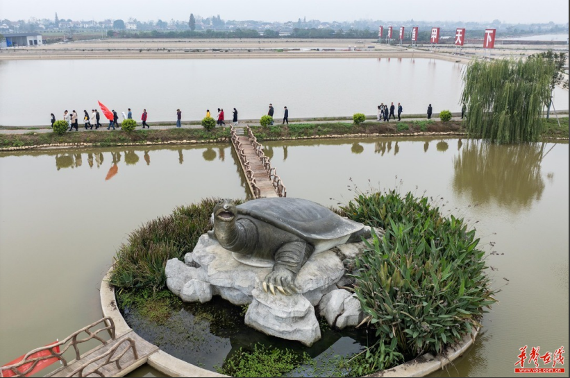 常德是個好地方從餐桌到全產業鏈，漢壽甲魚續寫「甲天下」傳奇