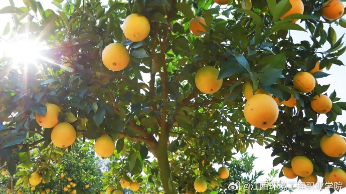 “三橙三育书振兴” ——赣南师大生命科学学院探索党建与事业深度融合