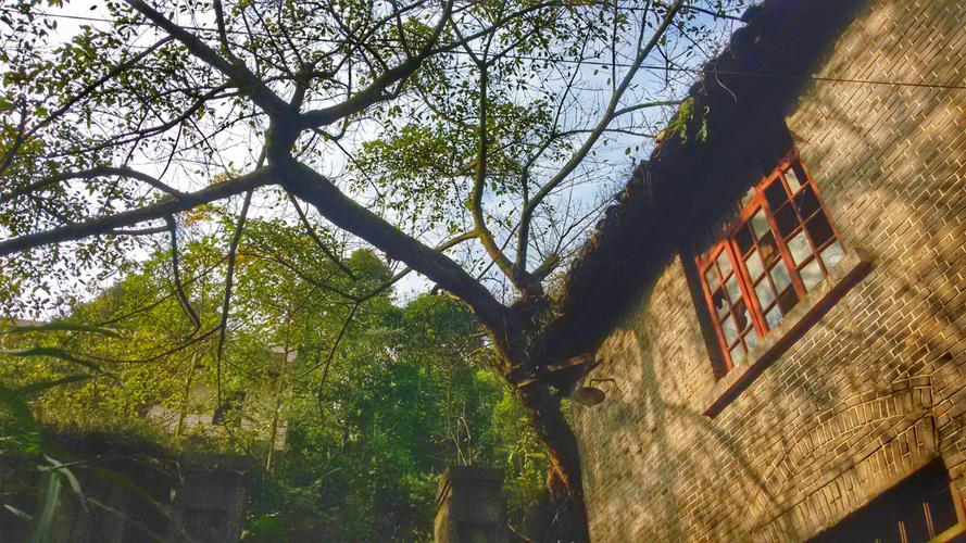 外国留学生走进重庆北碚，开启“村”游——  “没想到中国乡村这么有魅力”