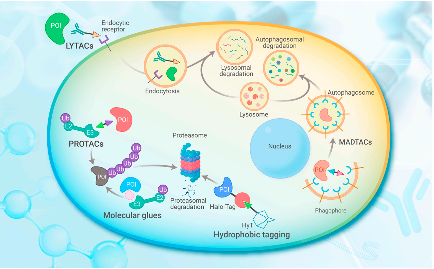 靶向蛋白降解技术：“借刀”清除致病蛋白
