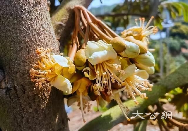 如何促进榴莲开花，科学家有新解