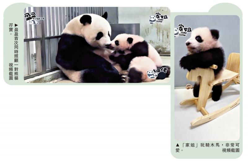 羅淑佩：「打造超級「熊」星 熊貓旅遊有錢途