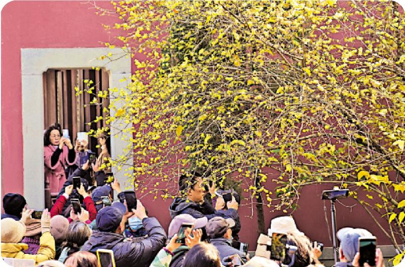 市井萬象/蠟梅綻放