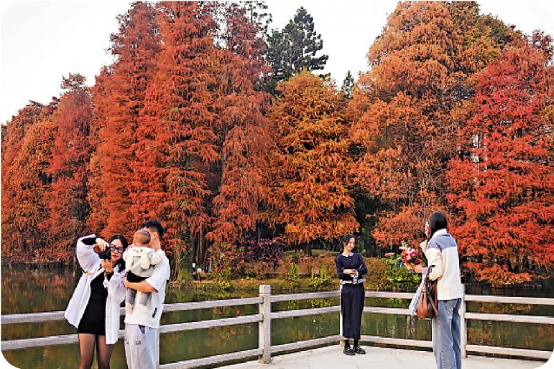 ﻿市井萬象/落羽杉換「紅裝」