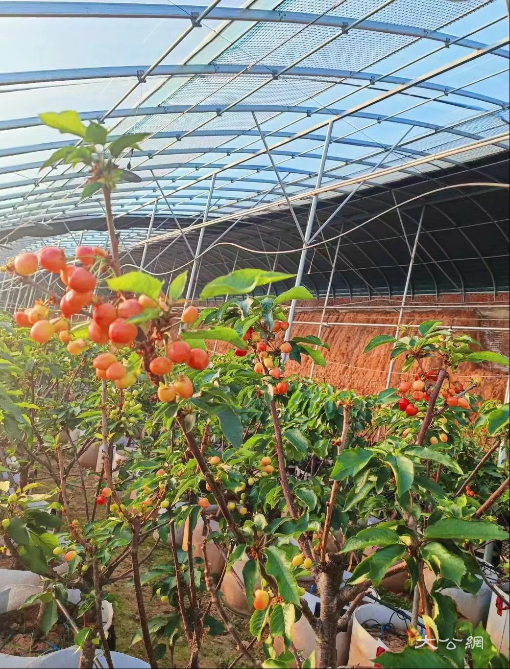 河南新安县磁涧镇大樱桃“抢鲜”上市