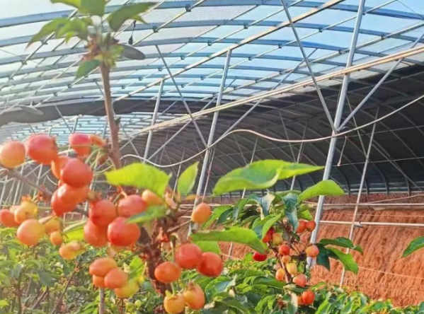 河南新安县磁涧镇大樱桃“抢鲜”上市