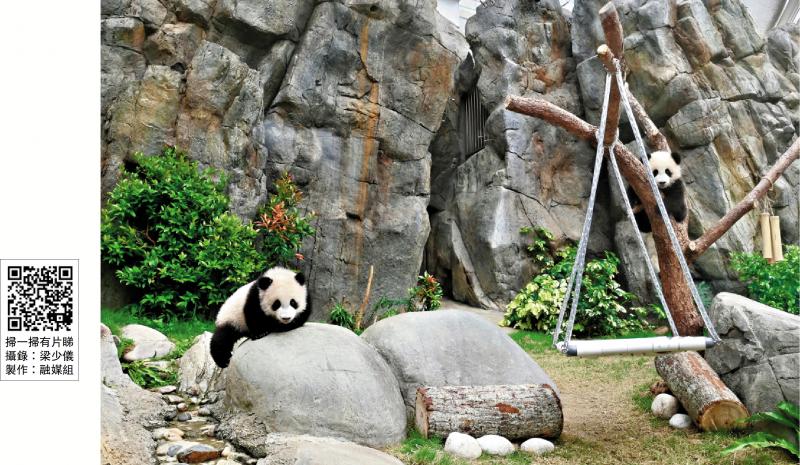 家姐细佬萌爆登场 大熊猫旅团拟下月办