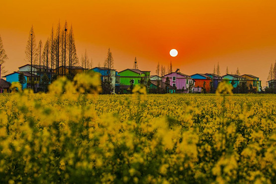 2025湖南南縣羅文花海半程馬拉松報名開啟