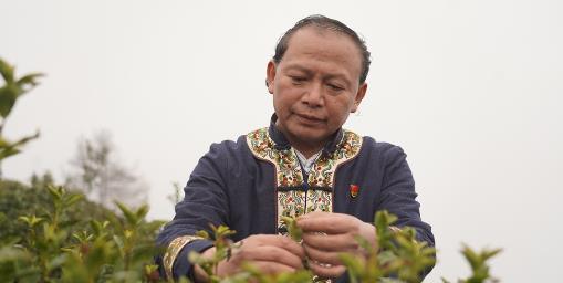 龍獻文：帶領村民吃上「茶旅融合飯」