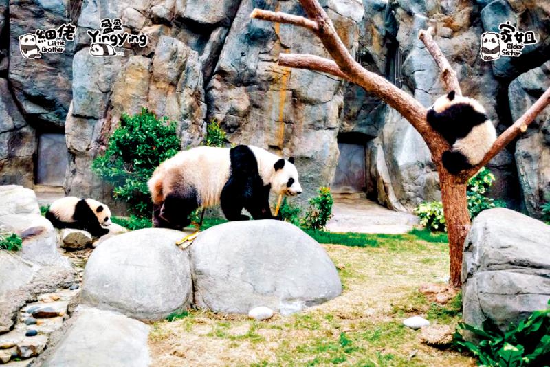 香港海洋公園大熊貓龍鳳胎 首偕媽見公眾