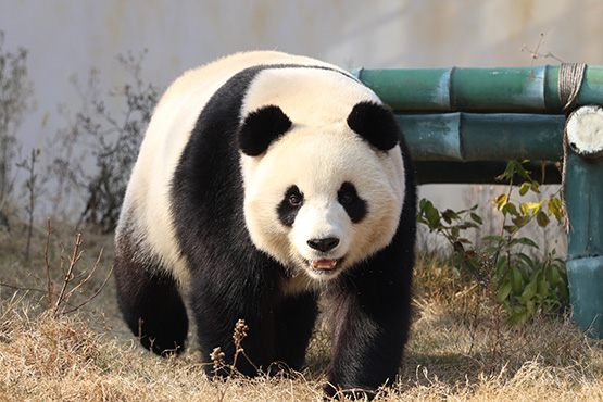 港澳台及華文媒體走進中華大熊貓苑賞國寶 萌態綽約惹人愛