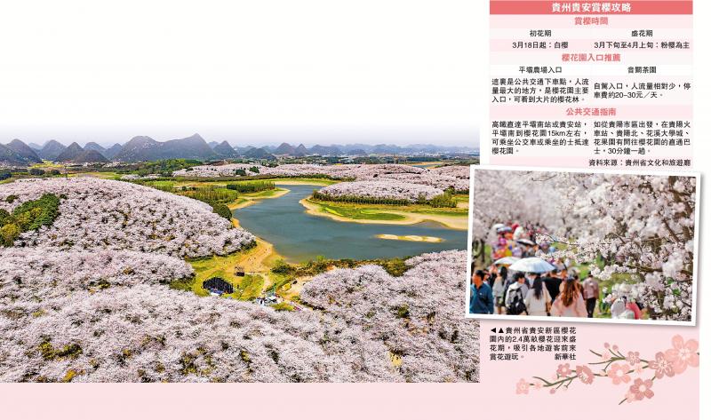 貴州世界級櫻花海 70萬株等你來