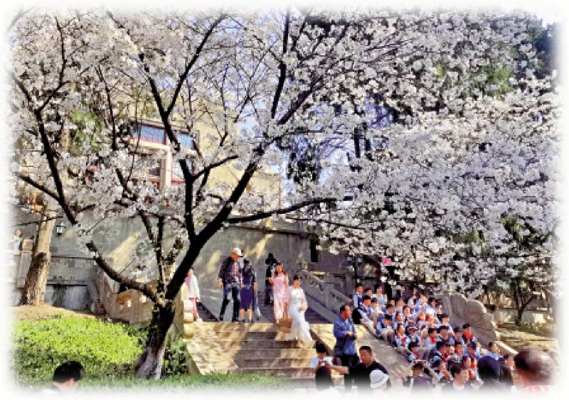 各地「水陸空」齊出招 拚搶春日「賞花經濟」