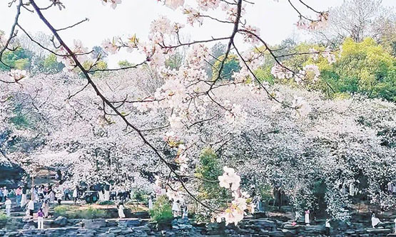 「櫻」為媒，消費都抹上了「粉色」