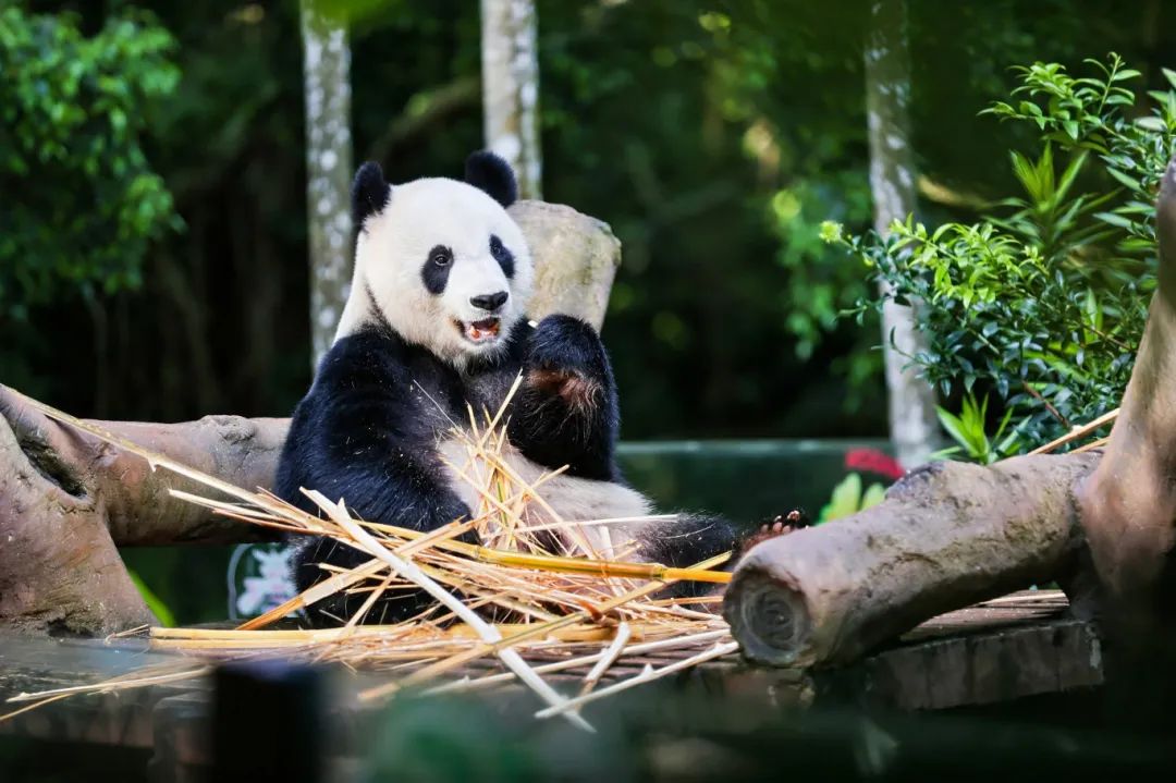 消博会开幕在即 海口推出系列优惠福利