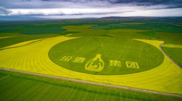 “汾酒速度”再进阶：三大势能叠加，中国名酒奏响“价值回归”序章