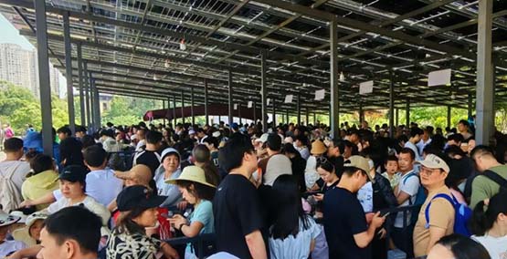 湖南岳阳中华大熊猫苑“五一”人气持续火爆 创新高