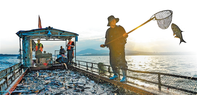 让河南鱼游向更大的市场，河南这样做好鱼产业