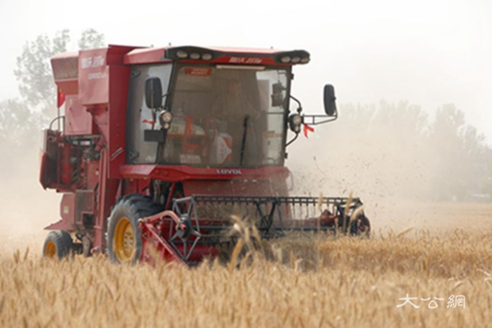 河南杞县：小麦开镰好“丰”景