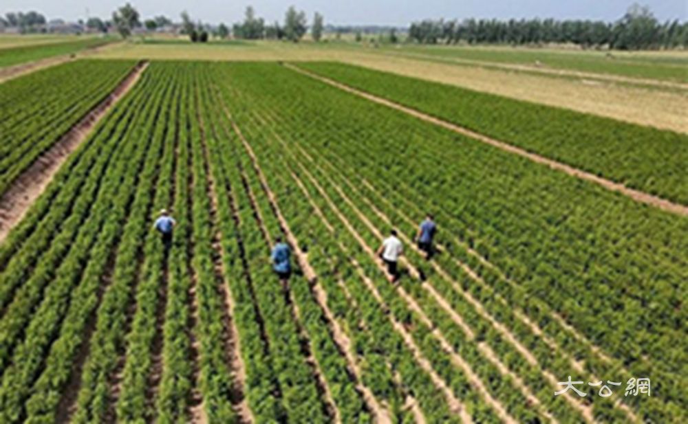 睢县西陵寺镇：白术种植开出乡村振兴“致富良方”