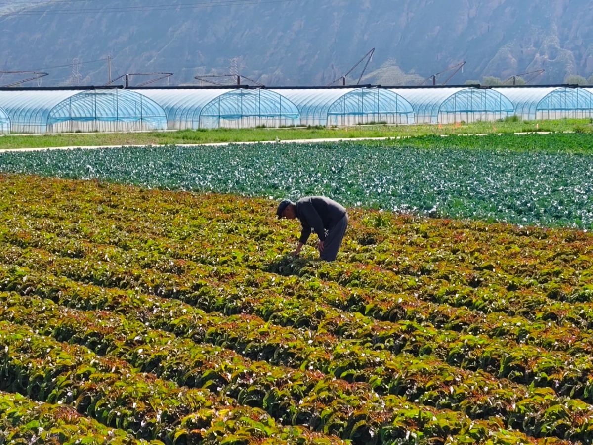 错峰上市！兰州高原夏菜渐成湾区 “夏日顶流” 
