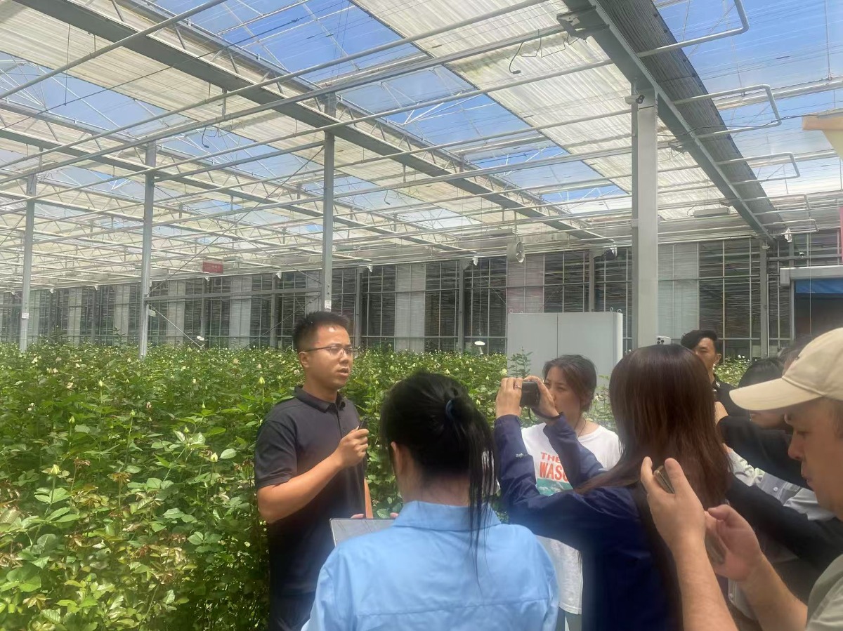 2700 小时光照育芬芳 甘肃临夏鲜切玫瑰叩响国际市场