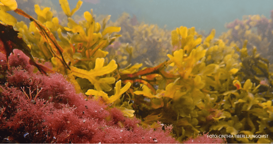 波羅的海首個海洋國家公園亮相瑞典東海岸