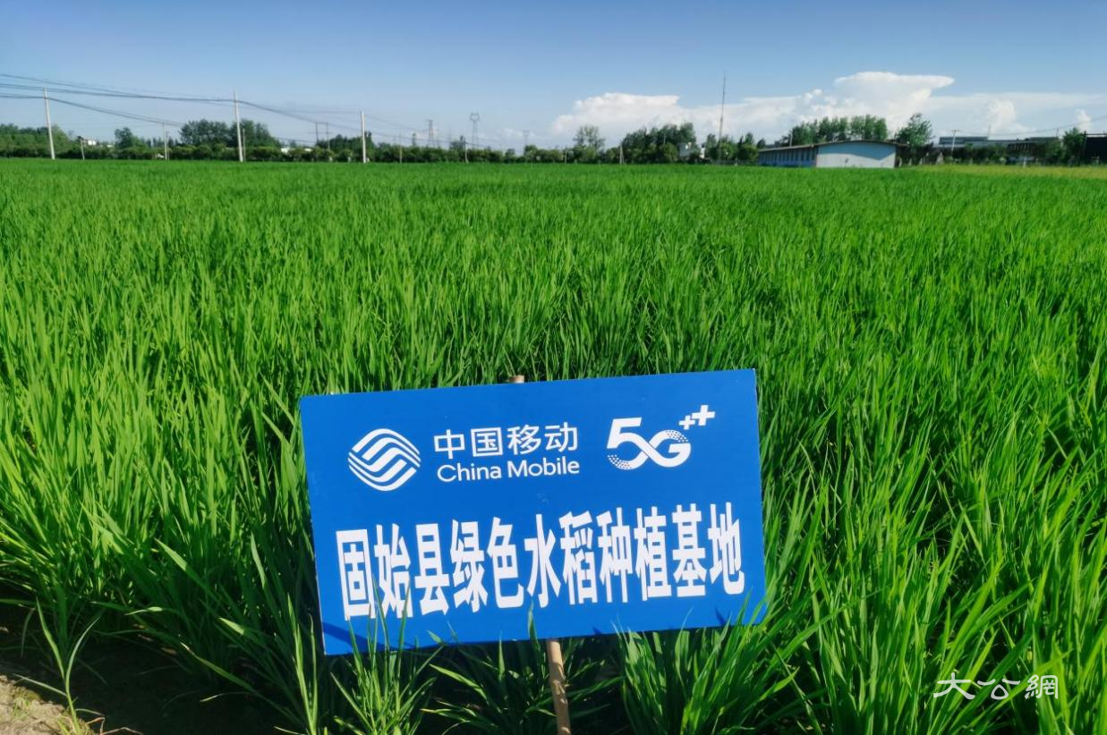 移起向新 数智兴农 | 河南移动“5G+AI”战高温护秋粮