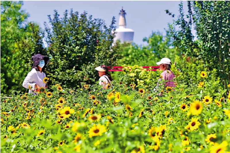 ﻿市井万象/向日葵花海引客来