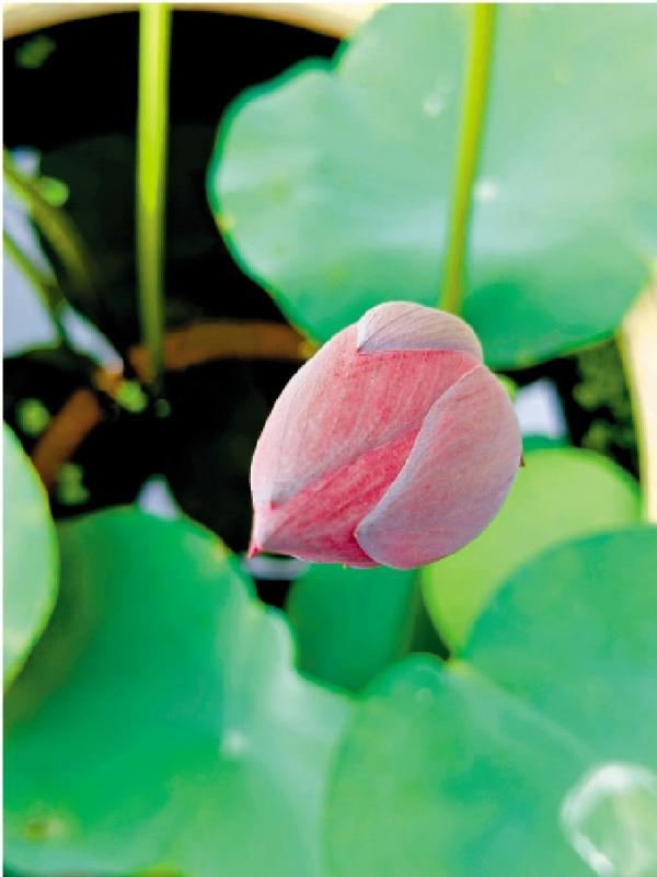 君子玉言/自 在\小 杳